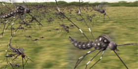 Mosquitos